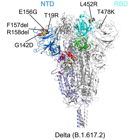 Why the COVID-19 Delta Variant Spreads So Easily and Infects People So Quickly