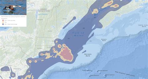 Migration routes and winter habitats of northern gannet, red-throated ...