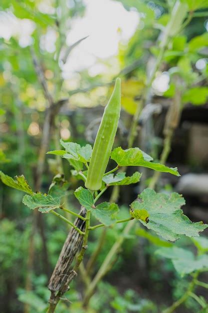 Premium Photo | Okra plant varieties for vegetable okra flower