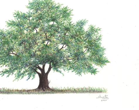 European Oak Tree Pencil drawing by Shweta Mahajan | Artfinder