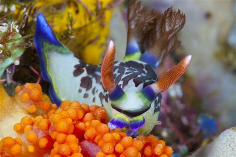 Neon Slug Nudibranch, Nembrotha purpureolineolata, Ambon, Moluccas ...