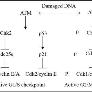 Types of DNA damage. ( A ) Depurination of a guanine nucleotide,... | Download Scientific Diagram