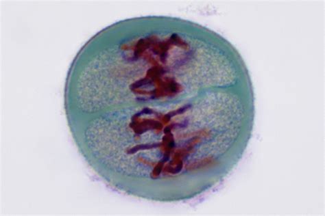 Overview of the Stages of Meiosis