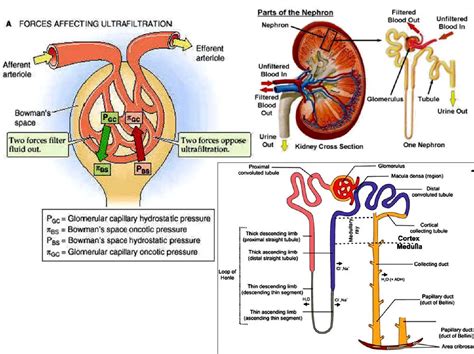 Glomerular Filtration Rate Wikipedia, 43% OFF