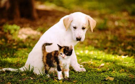 Funny Cat And Dog Wallpapers