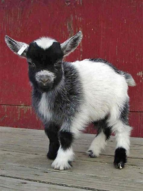 baby goat... cuteness overload!!! | Cute baby animals, Baby goats ...