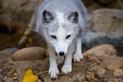 Arctic Fox in the Fall by MirMidPhotos on DeviantArt