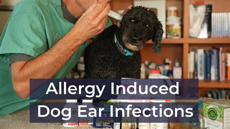 Dog Ear Allergy Treatment | stoneagedubai.com