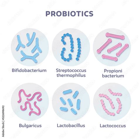 Set of 3d render Probiotic Bacteria Bulgaricus, Lactobacillus ...