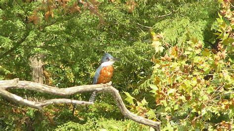 Ringed Kingfisher | MarkEisingBirding