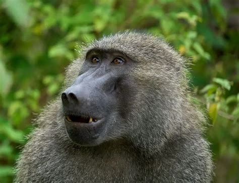 11 Brilliant Baboon Facts About These Remarkable Primates