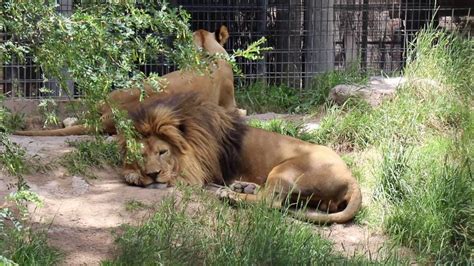 NEWS AT THE ZOO WITH IDAHO FALLS ZOO VET - YouTube