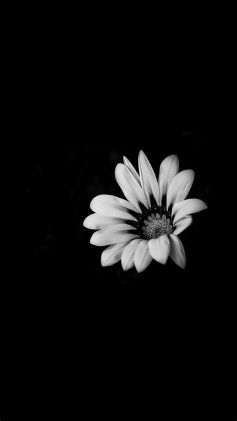 Black and white | Black flowers wallpaper, Cute black wallpaper, Black ...