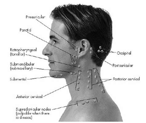 lymph nodes head and neck | Picture2 Lymph Node Location of Head and neck | Lymph nodes, Dental ...