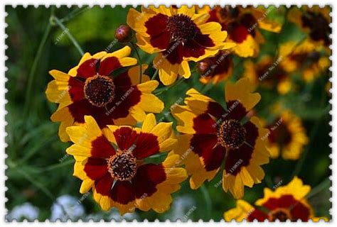 100pcs Vibrant Coreopsis Flower Seeds Pack - BestSeedsOnline.com - Free Shipping Worldwide