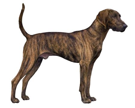 Plott Hound Facts - Wisdom Panel™ Dog Breeds