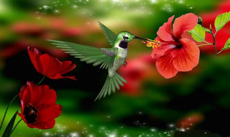 Cute Hummingbird Desktop Wallpapers - Top Free Cute Hummingbird Desktop Backgrounds ...