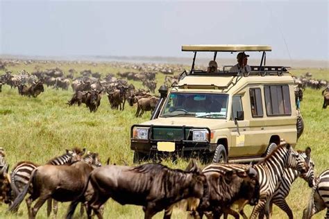 Nairobi National Park Safari from Downtown Nairobi 2024