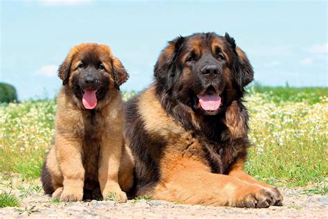 Leonberger Puppies For Sale - AKC PuppyFinder