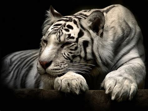 290+ White Tiger HD Wallpapers and Backgrounds