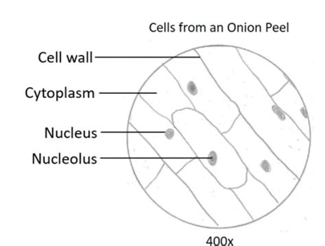 [Solved] Drawing of an onion cell in interface. 6. Prepare a biological ...