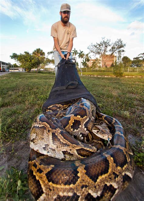 18 Foot Python Captured in Florida Everglades | Time