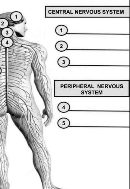 'name the parts. of it. CENTRAL NERVOUS SYSTEM PERIPHERAL NERVOUS SYSTEM'