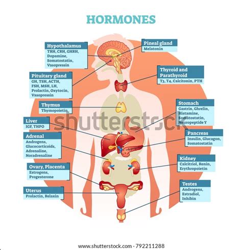 Human body hormones vector illustration diagram, human organ collection ...