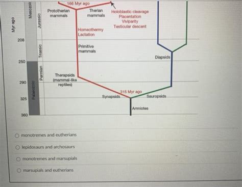 Solved In the following phylogenetic tree, which of the | Chegg.com