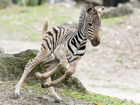 Rare Zebra Foal Shown Off By Proud Mom | Minnesota Spokesman-Recorder