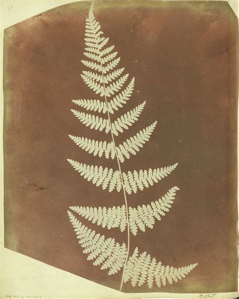 Buckler Fern by William Henry Fox Talbot | Obelisk Art History