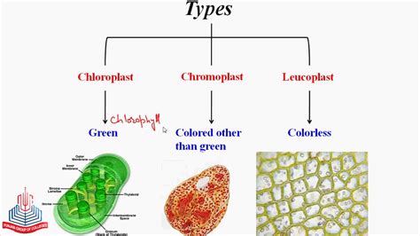 Leucoplast Diagram