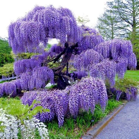 5 chinese wisteria tree seeds fast climber flower vine cold hardy bonsai plant ebay – Artofit