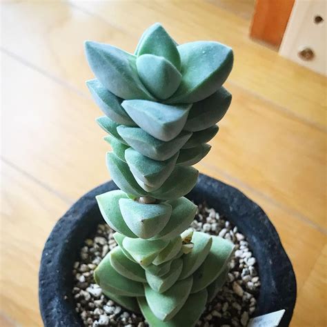 Crassula Moonglow Succulent for Sale | Succulent Care | Succulents, Windowsill garden ...