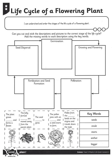 Stages Of Plant Growth Worksheet