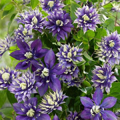 Taiga Clematis Vine - Double Purple Blooms - 2.5" Pot - Blooms Summer ...