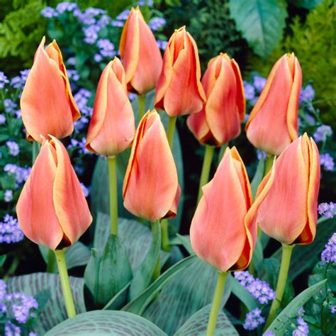 Best Perennial Tulips | 20+ Perennial Tulip Varieties | Bulb Blog