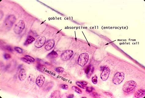 Duodenum Histology Goblet Cells