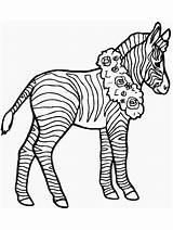 Zebra Print Coloring Pages sketch template