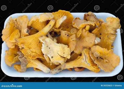 Cantharellus stock photo. Image of chanterelle, eatable - 35223622