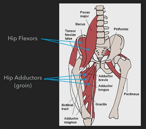 Hip Pain Diagram