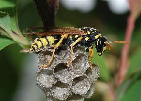 Why You Should Call Pest Control When You Find A Wasps’ Nest