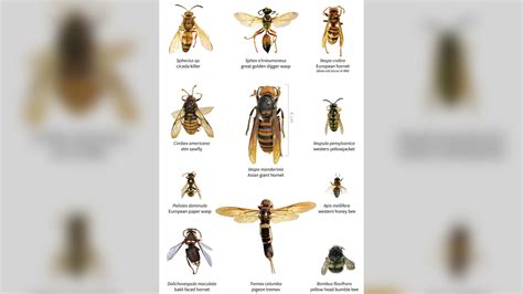 Invasive ‘murder hornets’ found in U.S. for first time | WTTV CBS4Indy