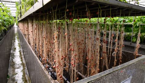 Aeroponics Systems