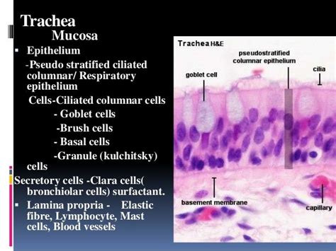 Histology of trachea and lung | Trachea, Human tissue, Lunges