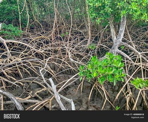 Mangrove Roots South Image & Photo (Free Trial) | Bigstock