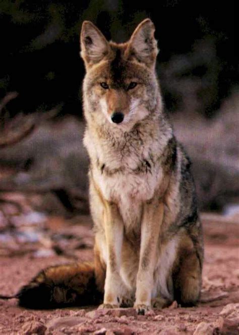 Coywolf | Animal spirit guides, Animal spirit guide, Spirit animal totem