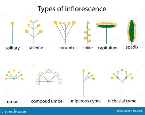 Types of inflorescence stock vector. Illustration of inflorescence - 25450931