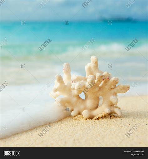 Coral On Beach. Blue Image & Photo (Free Trial) | Bigstock