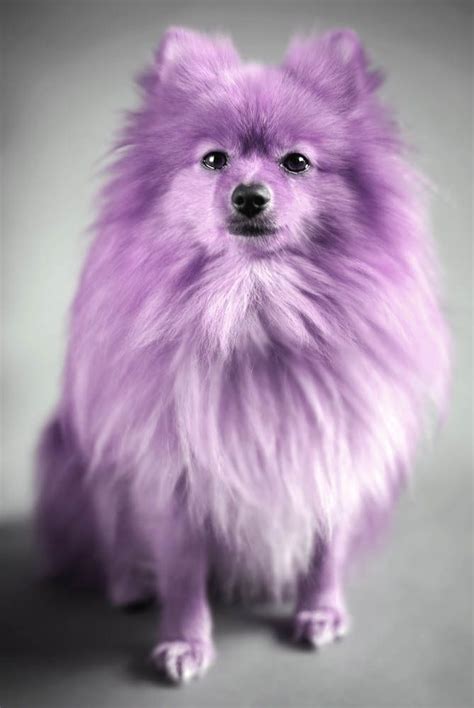 Purple Pomeranian. - is this one of those, only her hairdresser knows ...